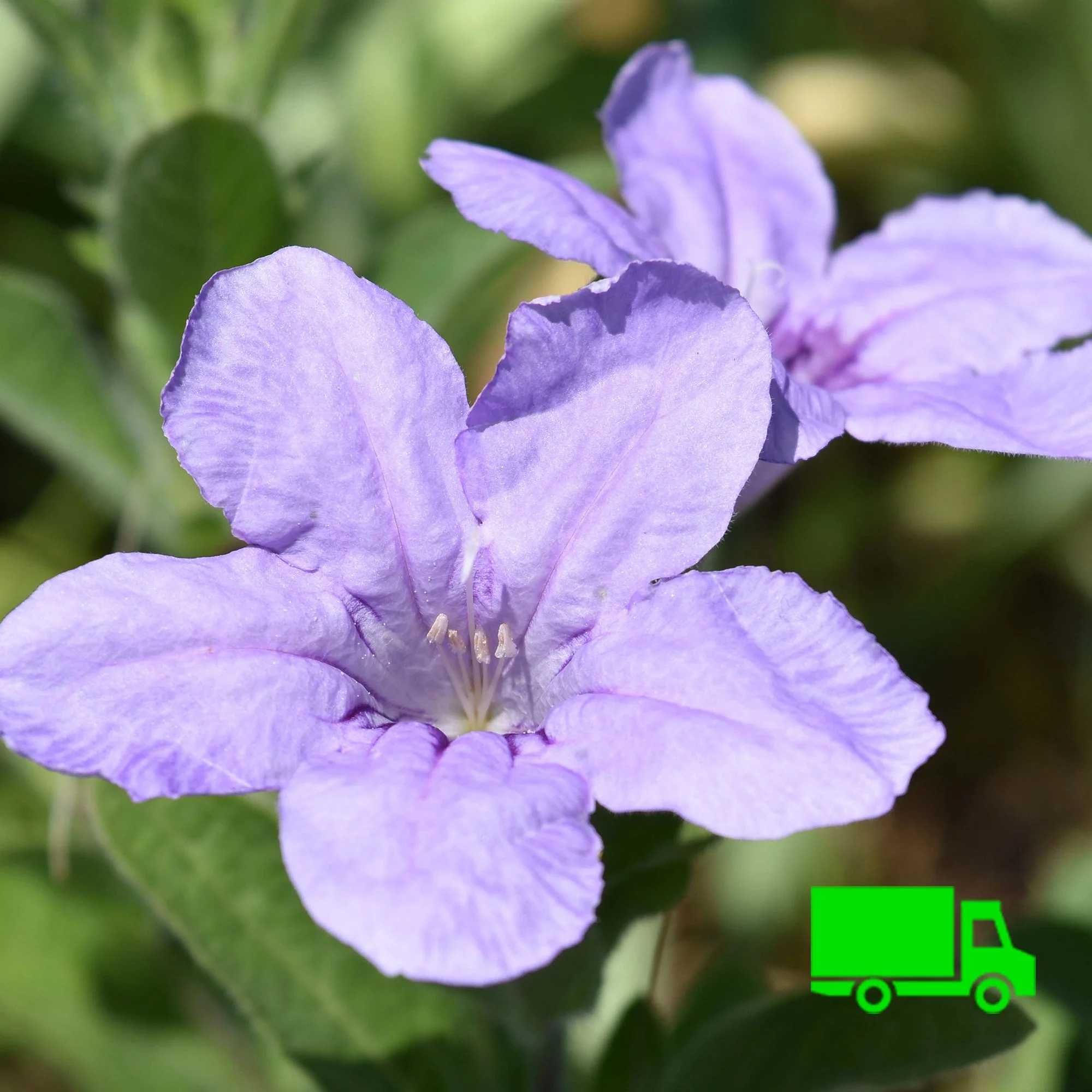 Wild Petunia (Ruellia humilis) 12-pack of plugs — Blazing Star Gardens